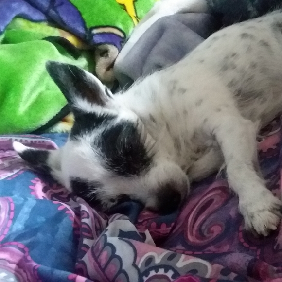 Rest In Peace - Picture 3 of 13